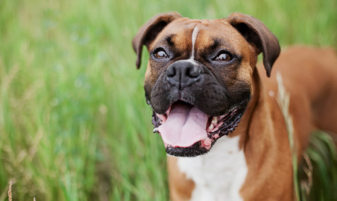 a brown dog smiling and standing on grass