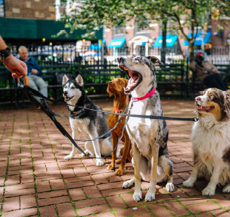 four dogs with leash on sitting with their owner