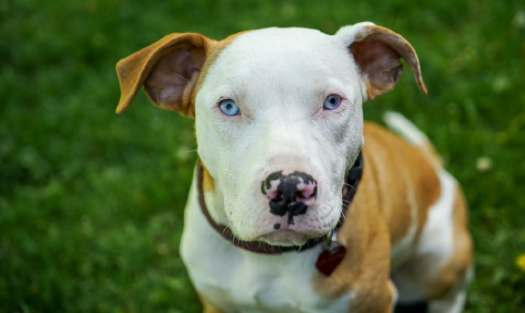 a dog with white face and brown ears sitting on the grass