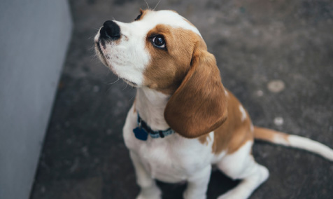 Jack small dog with white and brown face sitting on the floor