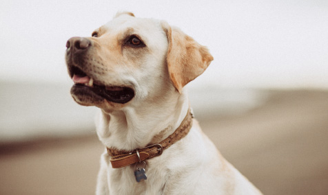 a white dog sitting