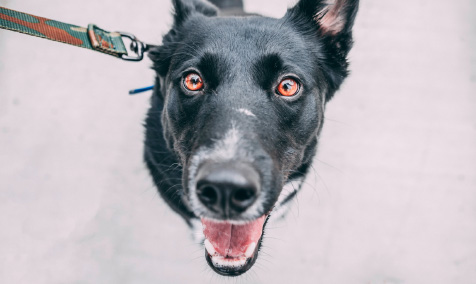 a black dog smiling face