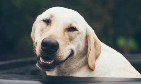 a white dog smiling
