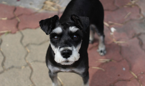 a black dog standing