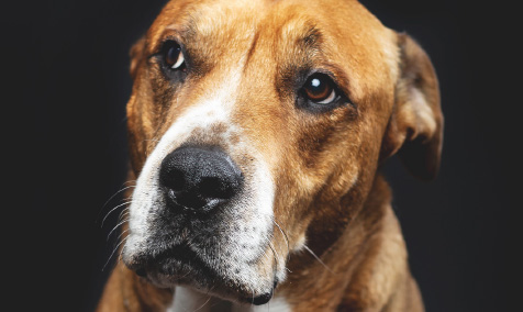 murphy brownn and white dog face color
