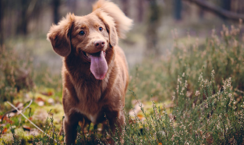 a brown dog standing with smiling face 