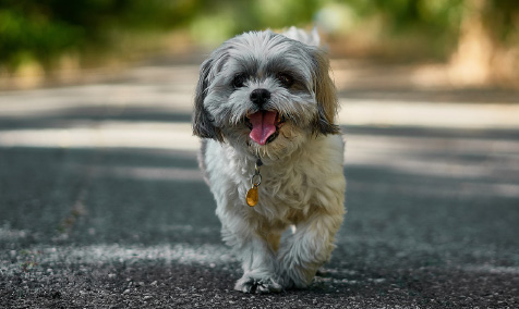poppy small white dog running