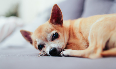 a light brown puppy laying down on the couch