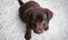 a dark brown puppy sitting on the floor